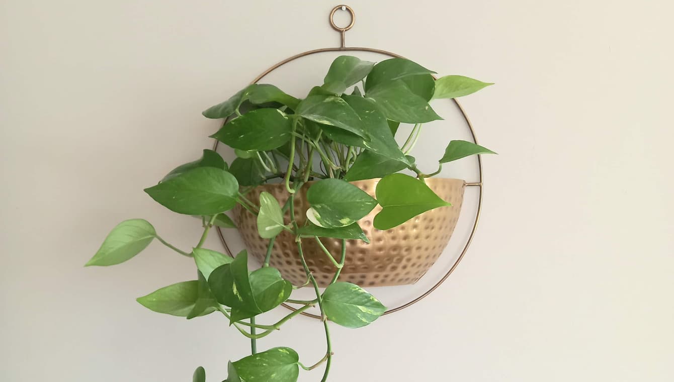 Golden hanging planter wall mounted on rope chord