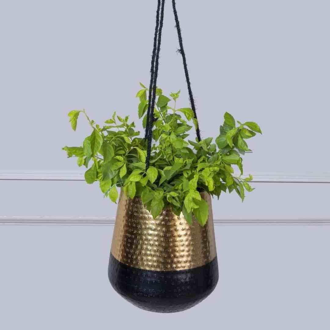 hanging planter black Black & Gold Indoor Hanging Planter